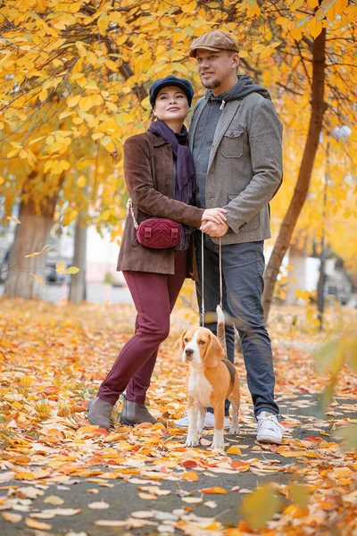 Paire élégante Environ 40 ans lors d'une promenade dans le parc d'automne avec leur chien Bigley. Ils marchent sur les ooks le matin d'automne. Fond du parc d'automne. Longueur totale — Photo