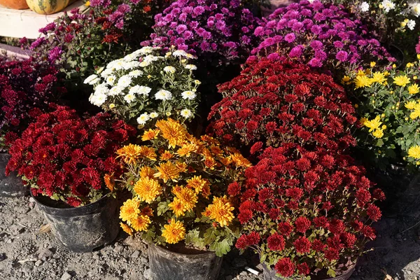 Krizantém a Pots for House Outdoor dekoráció. Színes őszi cserepes virágok a virágpiacon. Közelkép. Virág háttér — Stock Fotó
