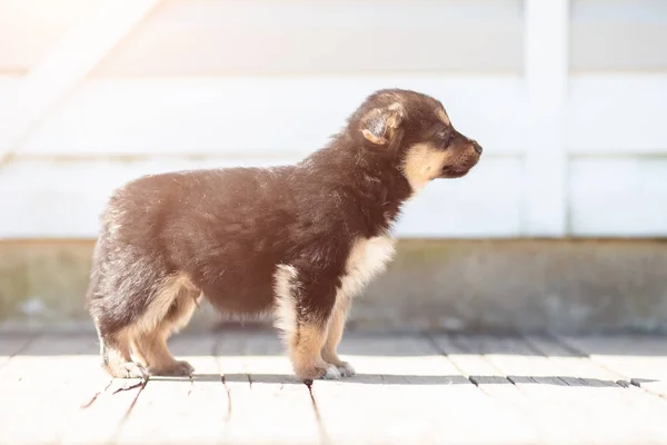 Photo of the side of brown fluffy puppy against white wall on walk — Stock Photo, Image