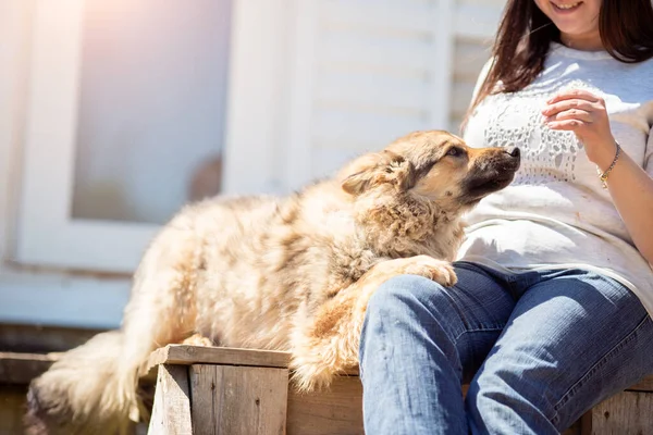 Kotlu kadın ve köpeğin tahta bankta otururken çekilmiş bir fotoğrafı. — Stok fotoğraf