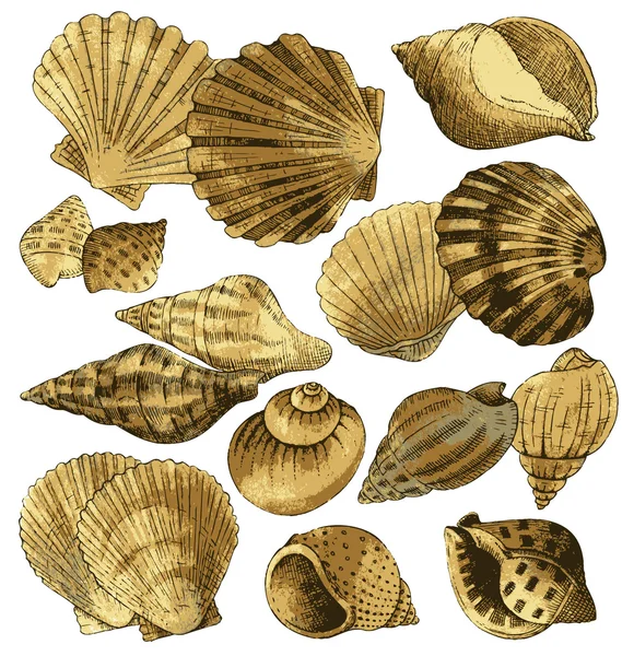 Colección Seashell — Vector de stock