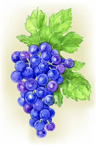 Ramo de uvas desenhar aquarela — Vetor de Stock