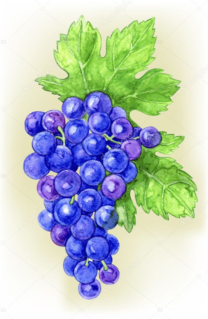 Branch of grapes draw watercolor