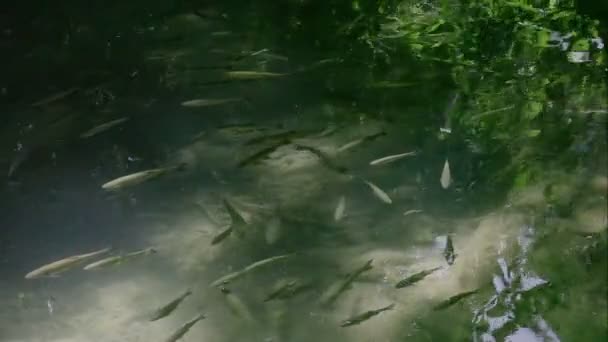 透明水中的鱼. — 图库视频影像