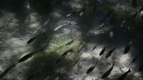 Peces en agua transparente . — Vídeos de Stock