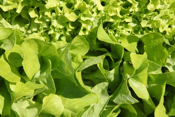 Salade op een bed — Stockfoto