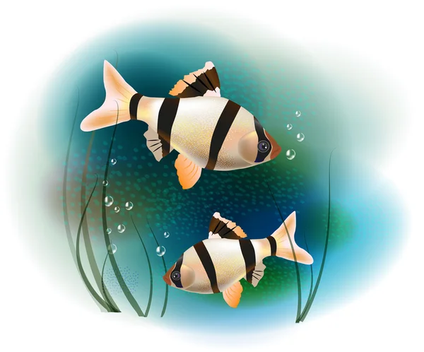 Coppia di pesci in mare — Vettoriale Stock