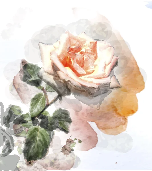 Akvarell kép a rózsa — Stock Vector