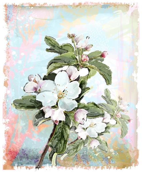 Apple flower blossoms in full bloom — Wektor stockowy