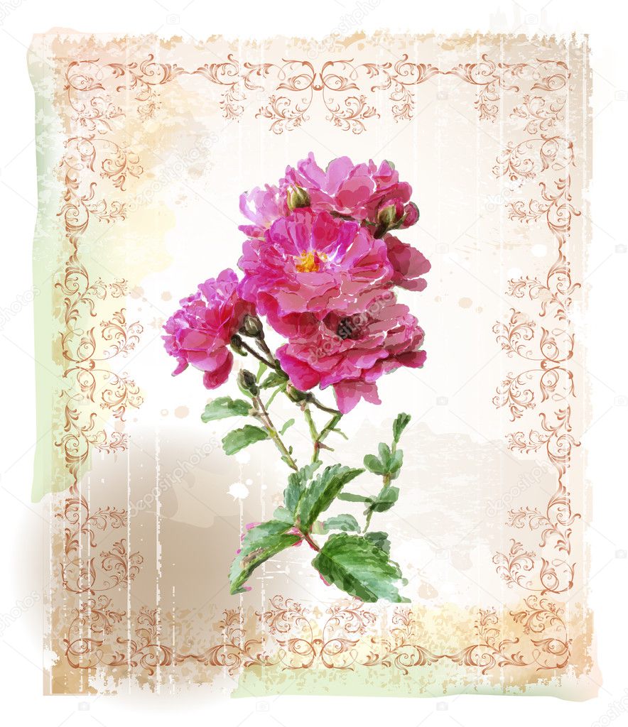vintage watercolor illustration of the pink roses