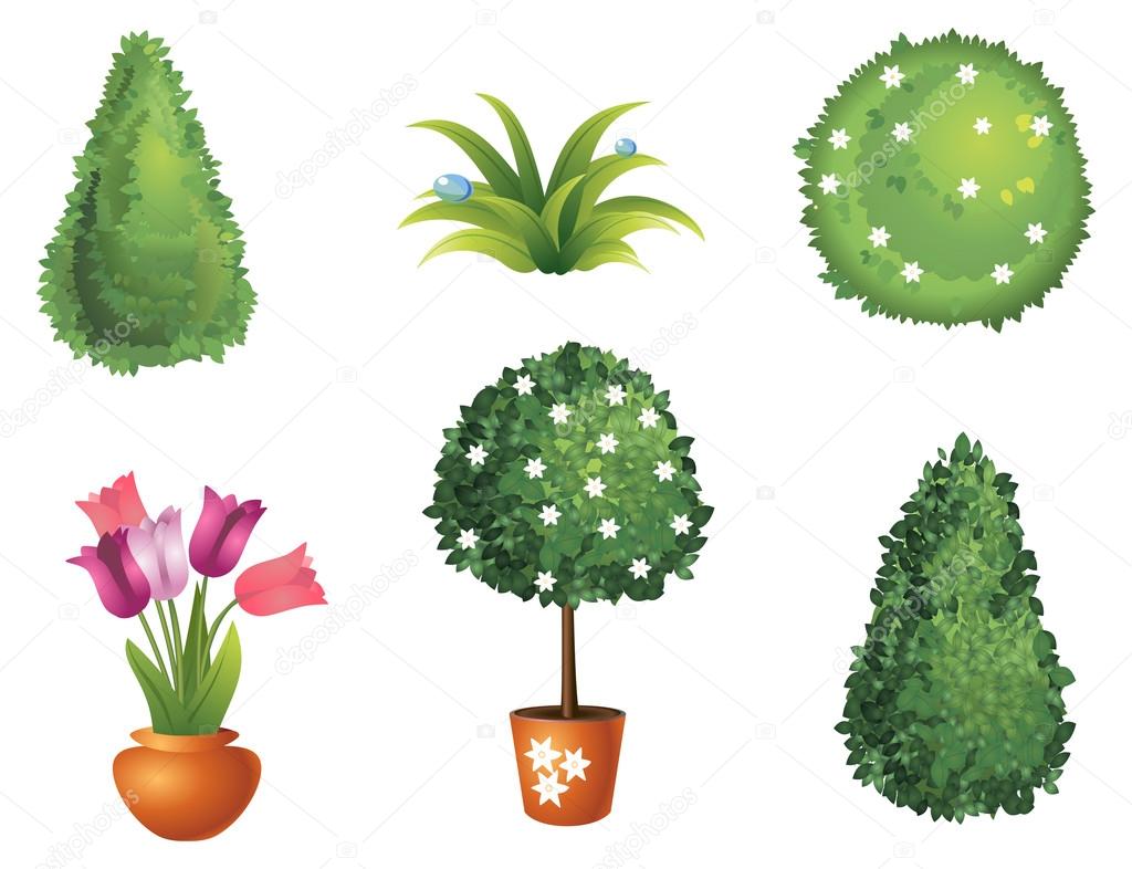 Set of garden plants