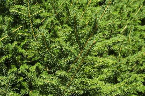 Hintergrund der Tannenbaumzweige — Stockfoto