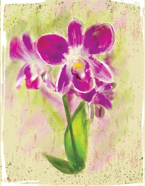 Bouquet d'orchidées — Image vectorielle