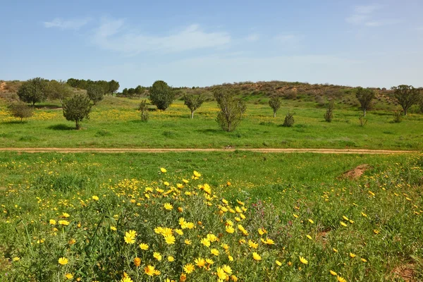 Dia de primavera claro — Fotografia de Stock