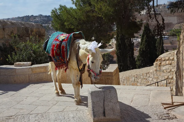 Vita åsnan innebär för turister. Jerusalem, kristna quarte — Stockfoto