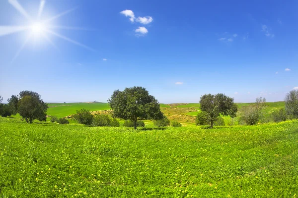 Das blühende Feld mit Kamillen und Bäumen — Stockfoto