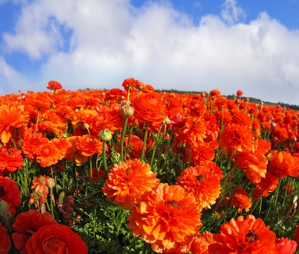 Das Feld der rot-orangen Ranunkeln — Stockfoto