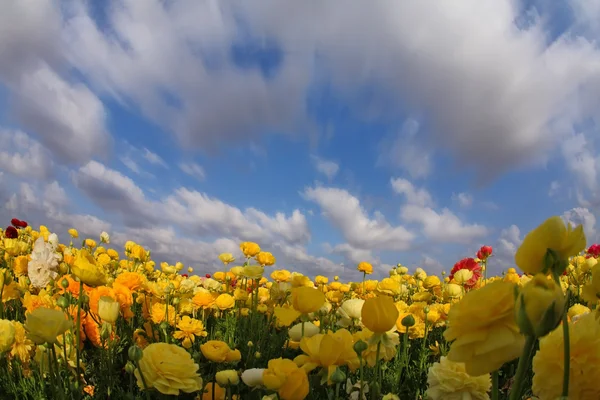 The clouds flying above the field — Stock Photo, Image