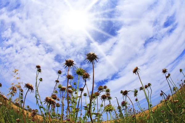 Blossoming garden thistles — Stock Photo, Image