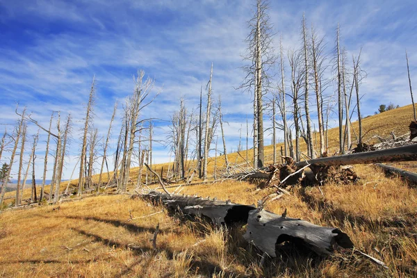 The burned down wood in the autumn Royalty Free Stock Photos