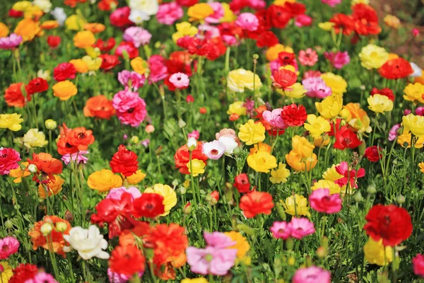 Många vackra blommande smörblommor — Stockfoto