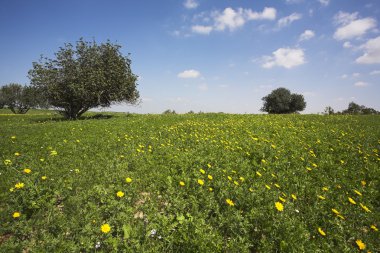 çim, çiçek çiçek açması Hills sıcak kıyılarında deniz - gün ortası