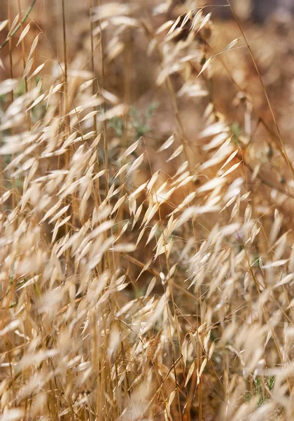 Vento em uma grama seca — Fotografia de Stock