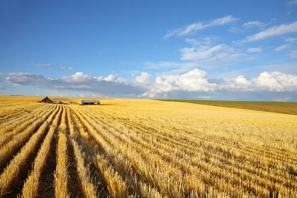 De herfst middag op gebied van montana — Stockfoto