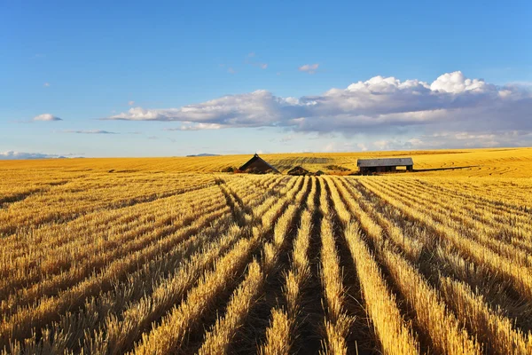 Mediodía solar en los campos de Montana — Foto de Stock