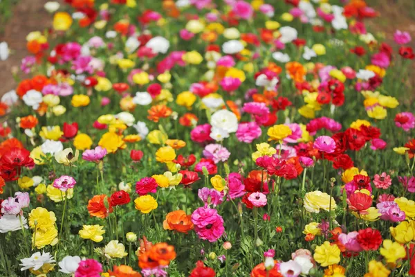 Een warme april in het zuiden — Stockfoto