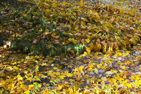 Foglie gialle e verdi — Foto Stock