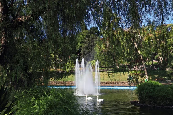 La fuente en el lago y un par de cisnes blancos — Foto de Stock
