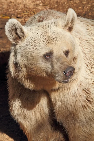 Um belo urso posa para os visitantes no parque — Fotografia de Stock