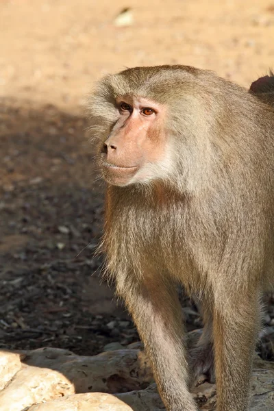 Zoológico Safari em Israel — Fotografia de Stock