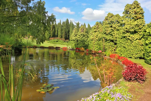 Picturesque bushes with red flowers — Stock Photo, Image