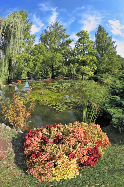 A wonderful pond with lilies — Stock Photo, Image