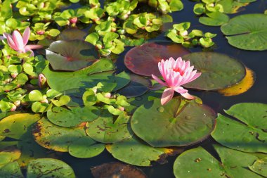 çiçek açan zambaklarla büyümüş bir gölet