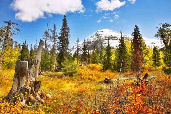 Leuchtende Farben des Herbstes — Stockfoto