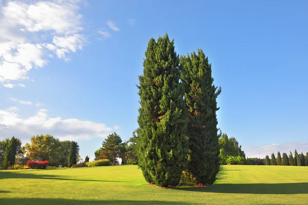 Un gran prado verde — Foto de Stock