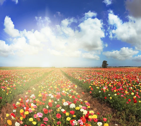 Shining sharp rays of the sun — Stock Photo, Image