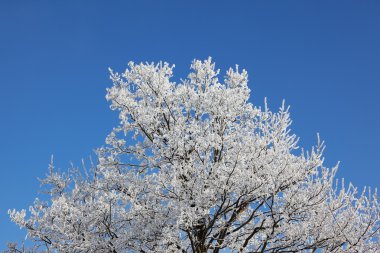 parlak mavi gökyüzü ağaçlar