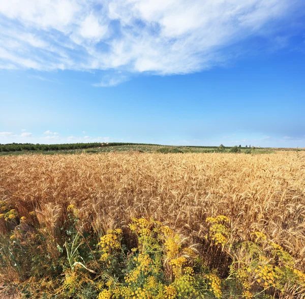 Harvest ripe in a kibbutz in May — Stock Photo, Image