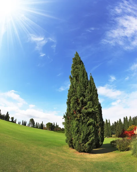 Lone Cypress — Stock fotografie