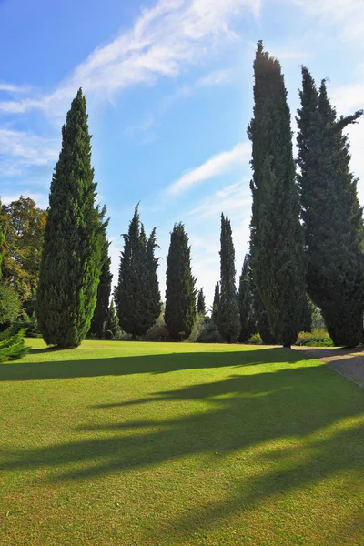 The shadows of the cypresses slender fall — Stock Photo, Image