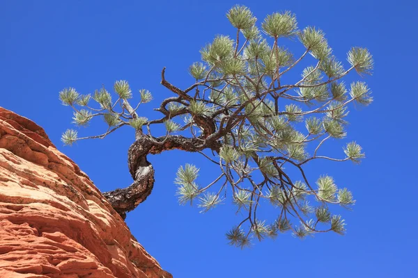 Slavný skákání strom "jerky strom" — Stock fotografie