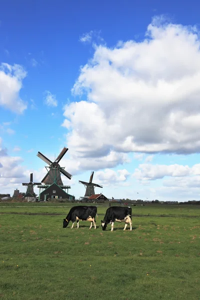 Op de groen gras wordt begraasd koeien — Stockfoto