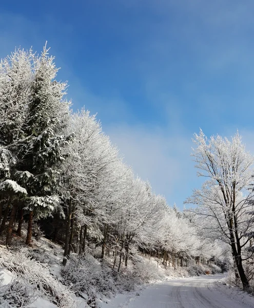 Güneş yeni yıl sabah — Stok fotoğraf