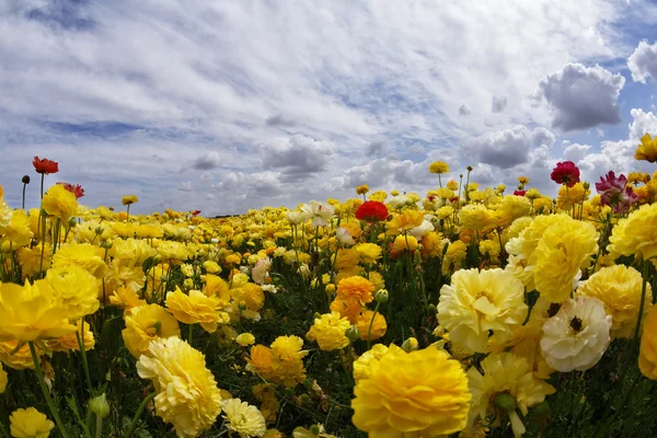 The buttercups on the sunrise — Stock Photo, Image