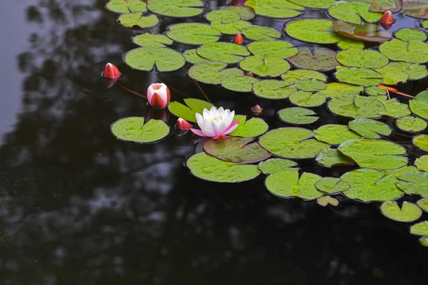 在春天，池塘与盛开的白百合 — 图库照片