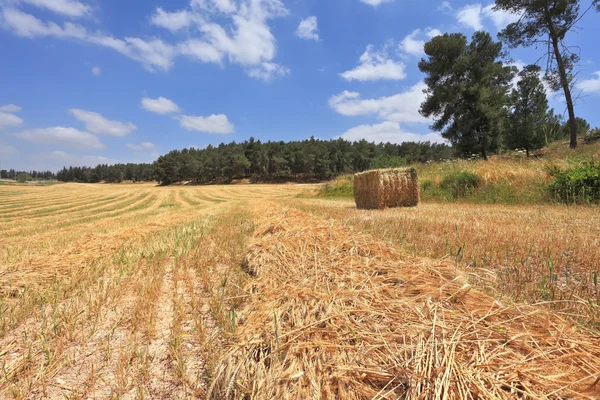 Campo de trigo — Fotografia de Stock